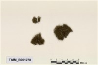 藏品(薄囊苔)的圖片